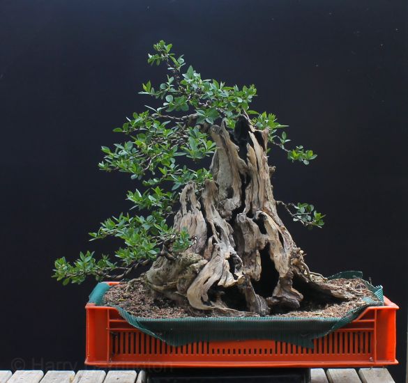 privet bonsai